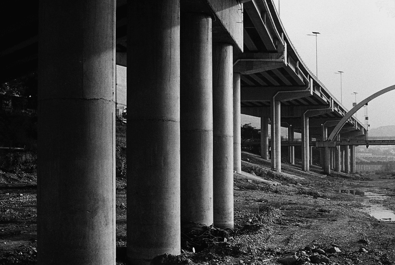 Los árboles del río